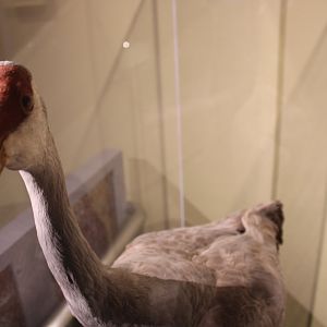 Sandhill Crane Mount (Grus canadensis)