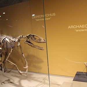 Bird Evolution (Deinonychus antirrhopus) (Archaeopteryx lithographica)