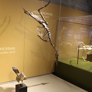 Bird Evolution (Flexomornis howei) (Hesperornis sp.) (Pelecanus sp.)