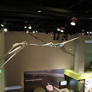 View from the Rose Hall of Birds (Quetzalcoatlus northropi) (Nanuqsaurus hoglundi)