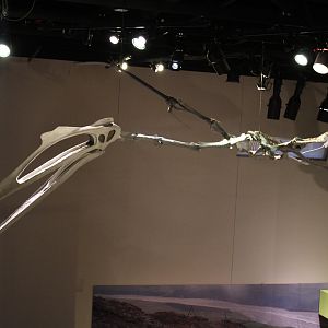 Terror From the Skies! (Quetzalcoatus northropi)