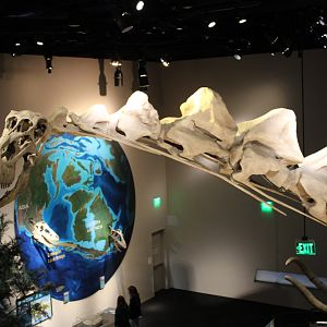 Alamosaurus from Rose Hall of Birds (Alamosaurus sanjuanensis)