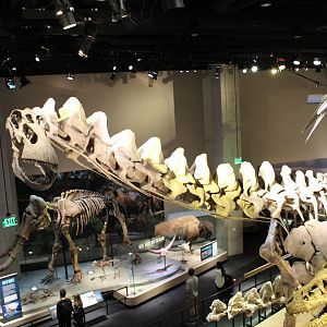 Alamosaurus Skeleton (A. sanjuanensis)