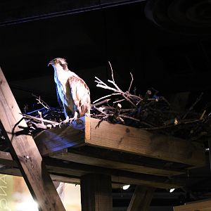 Osprey Mount (Pandion haliaetus)