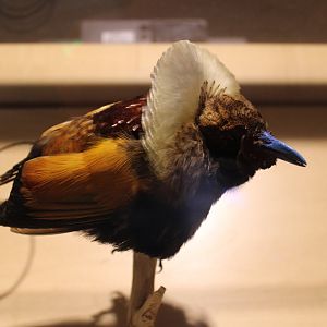 Lesser Bird-of-Paradise Mount (Paradisaea minor)