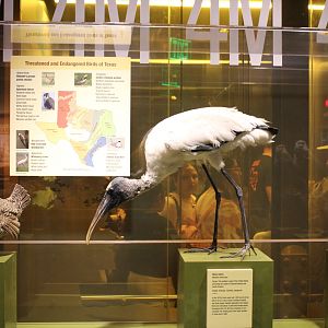 Assorted Bird Mounts