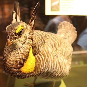 Greater Prairie Chicken Mount (Tympanuchus cupido)