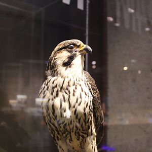 Peregrine Falcon Mount (Falco peregrinus)
