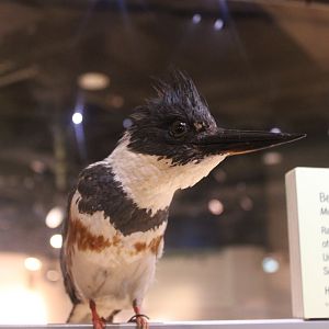 Belted Kingfisher (Megaceryle alcyon)