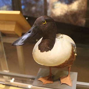 Northern Shoveler (Spatula clypeata)