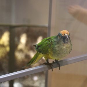 Peach-Fronted Conure (Eupsittula aurea)
