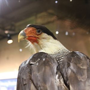 Crested Caracara (Caracara plancus)