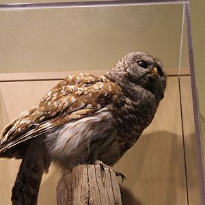 Barred Owl Mount (Strix varia)