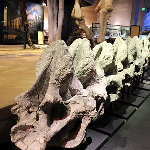 Alamosaurus Sanjuanensis Neck Vertebrae