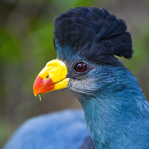 Jan. 2023 - Gorilla Falls Exploration Trail - Great Blue Turaco