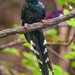Jan. 2023 - Gorilla Falls Exploration Trail - Green Woodhoopoe