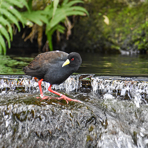 Jan. 2023 - Gorilla Falls Exploration Trail - Black Crake