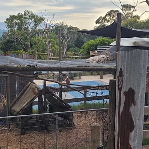Mixed Cockatoo and Parrot aviary