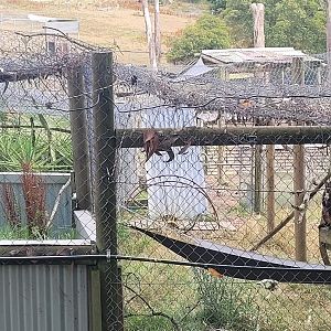 View from outside the property - wallaby