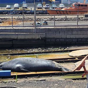 Elephant Sea @ Portland