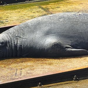 Elephant Seal @ Portland VIC