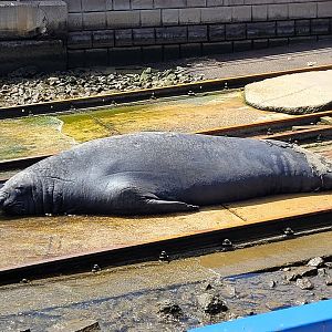 Elephant Seal @ Portland VIC