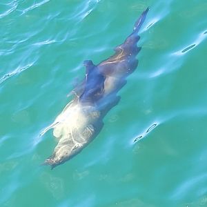 Fur seal @ Portland VIC