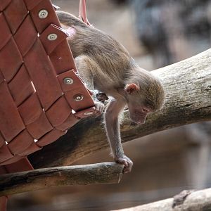 Hamadryas baboon infant