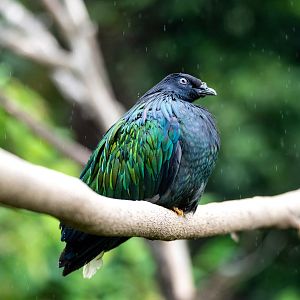 Nicobar pigeon