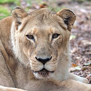 African lion 'Amani'