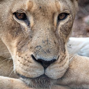 African lion 'Amani'