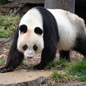 Giant panda 'Wang Wang'