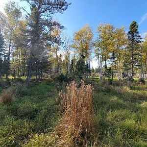 Zoo Sauvage 10/22 - Train, first view of the forest
