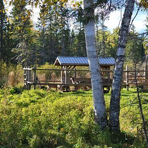 Zoo Sauvage 10/22 - Train, whitetail deer eating