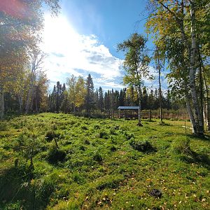 Zoo Sauvage 10/22 - Train, whitetail deer eating