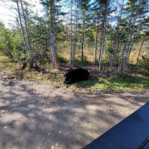 Zoo Sauvage 10/22 - Train, black bear eating