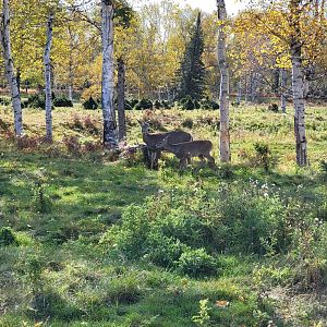 Zoo Sauvage 10/22 - Train, whitetail deer