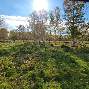 Zoo Sauvage 10/22 - Train, whitetail deer
