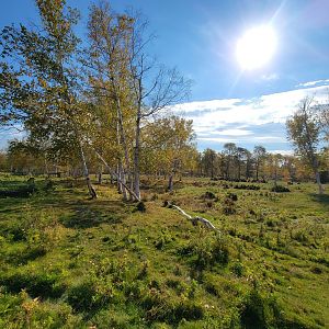 Zoo Sauvage 10/22 - Train, scenery