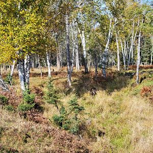 Zoo Sauvage 10/22 - Train, whitetail deer