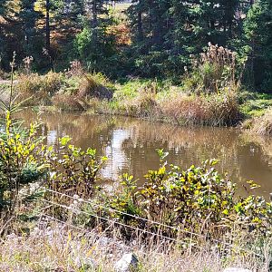 Zoo Sauvage 10/22 - Train, brown bear pond