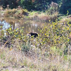 Zoo Sauvage 10/22 - Train, brown bear in pond