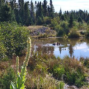 Zoo Sauvage 10/22 - Train, brown bear in pond
