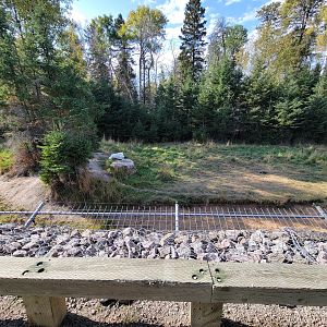 Zoo Sauvage 10/22 - Train, arctic wolves
