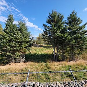 Zoo Sauvage 10/22 - Train, gray wolves