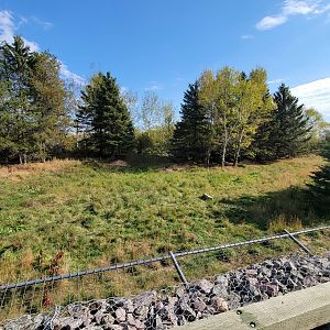 Zoo Sauvage 10/22 - Train, gray wolves