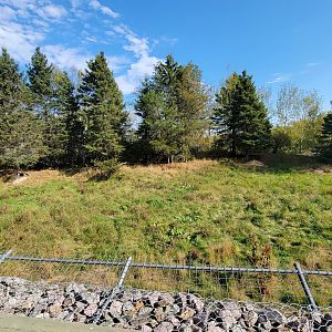 Zoo Sauvage 10/22 - Train, gray wolves