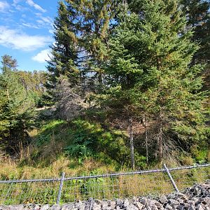 Zoo Sauvage 10/22 - Train, gray wolves