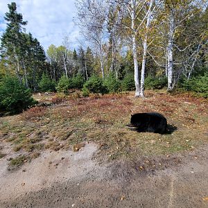 Zoo Sauvage 10/22 - Train, black bear