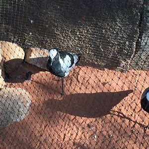 Blacksmith Lapwings + mystery Passerine (some type of munia?) (2020)